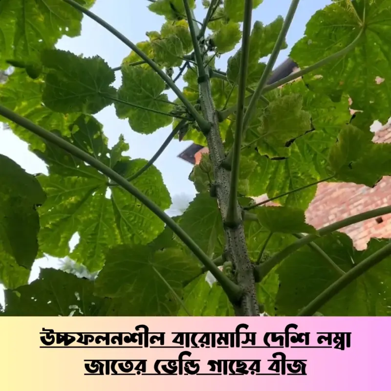 দেশি উচ্চফলনশীল বারোমাসি লম্বা জাতের ভেন্ডি গাছের বীজ ।