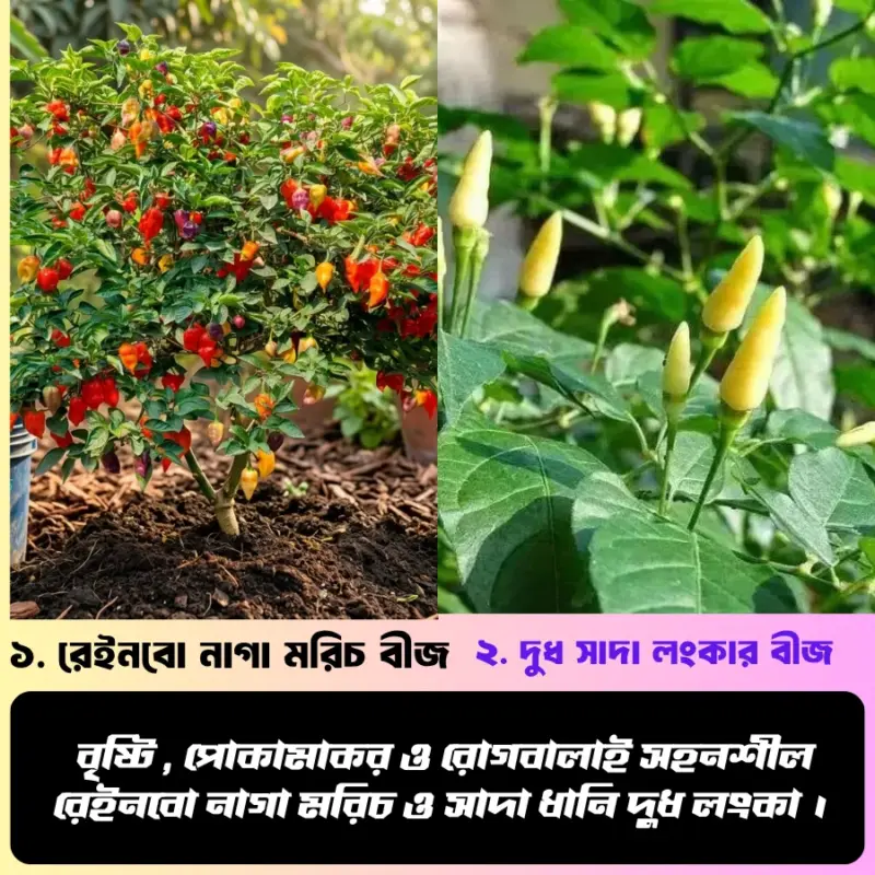 রেইনবো নাগা মরিচ ও সাদা ধানি দুধ লংকা ; এই দুই জাতের মরিচ বীজের ২ টি ইন্টেক প্যাকেট একসাথে পাচ্ছেন...