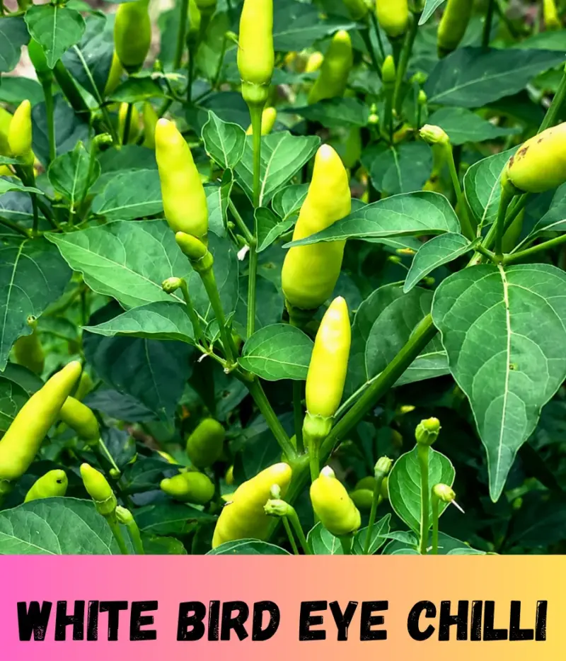 White Bird Eye Chilli ( সাদা ধানি দুধ লংকা ) বীজের ইন্টেক প্যাকেট
