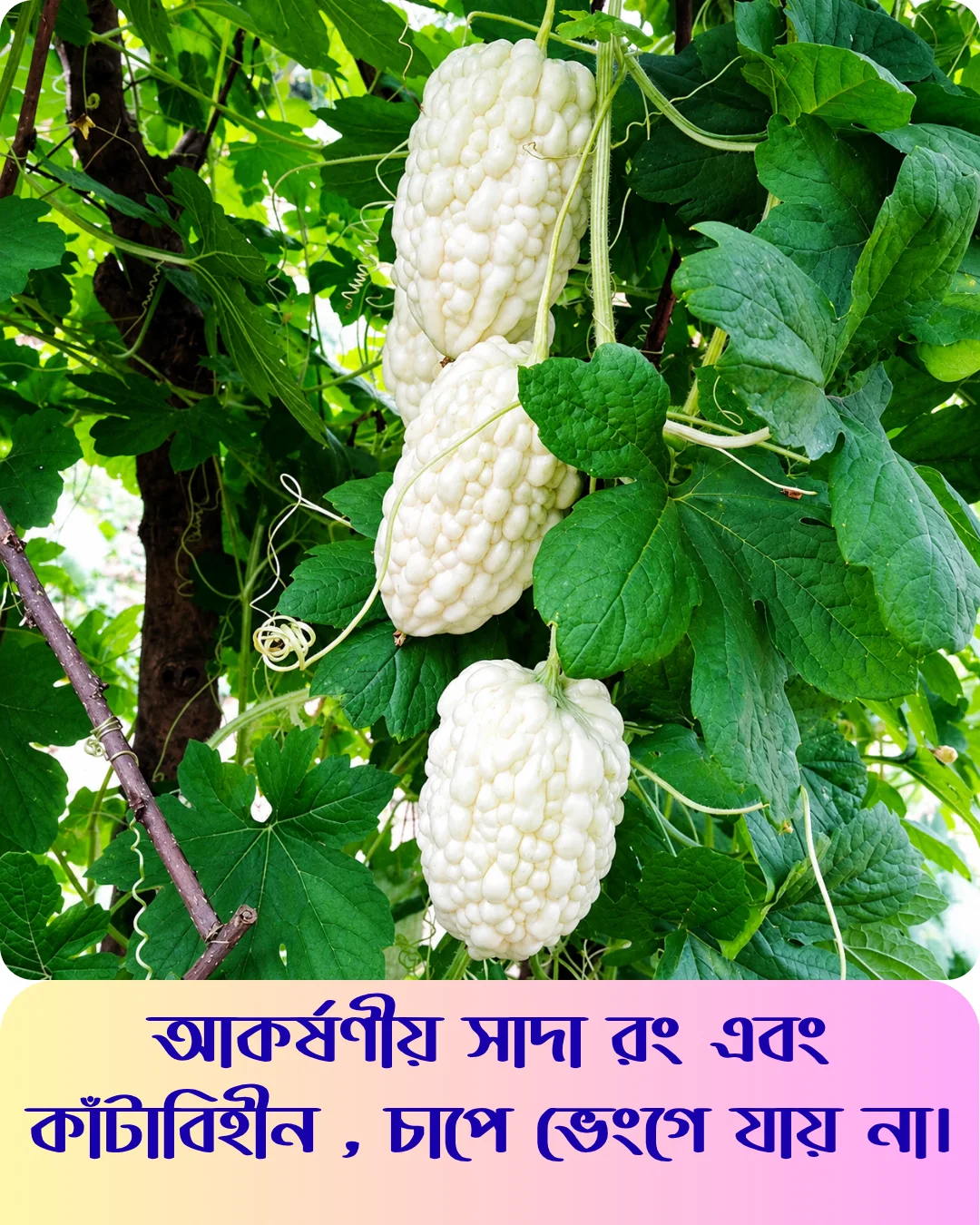 মিষ্টি স্বাদের সাদা আপেল করলার বীজের ইন্টেক প্যাকেট - Image 2