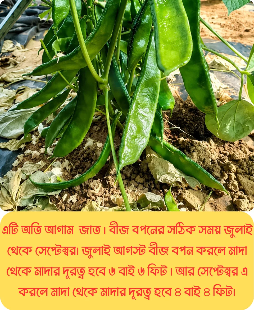 ১০০% অরিজিনাল আগাম ও উচ্চফলনশীল, বি ইউ ৫ জাতের কেরালা শিম, ১০ গ্রাম বীজের ইন্টেক প্যাকেট - Image 2