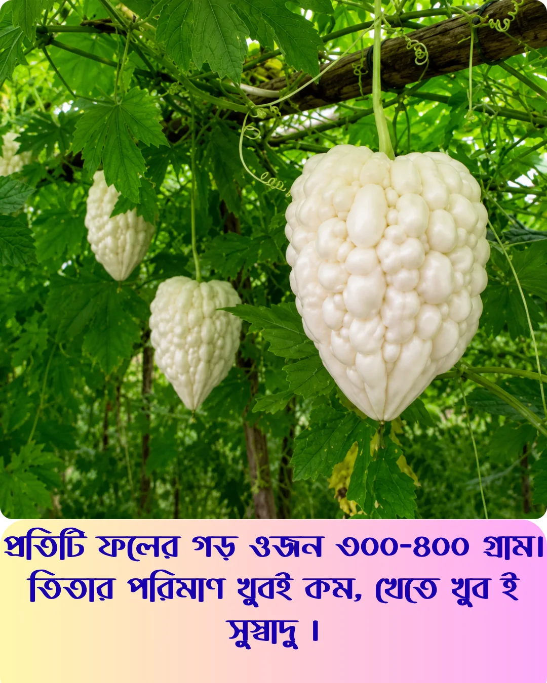 মিষ্টি স্বাদের সাদা আপেল করলার বীজের ইন্টেক প্যাকেট - Image 3