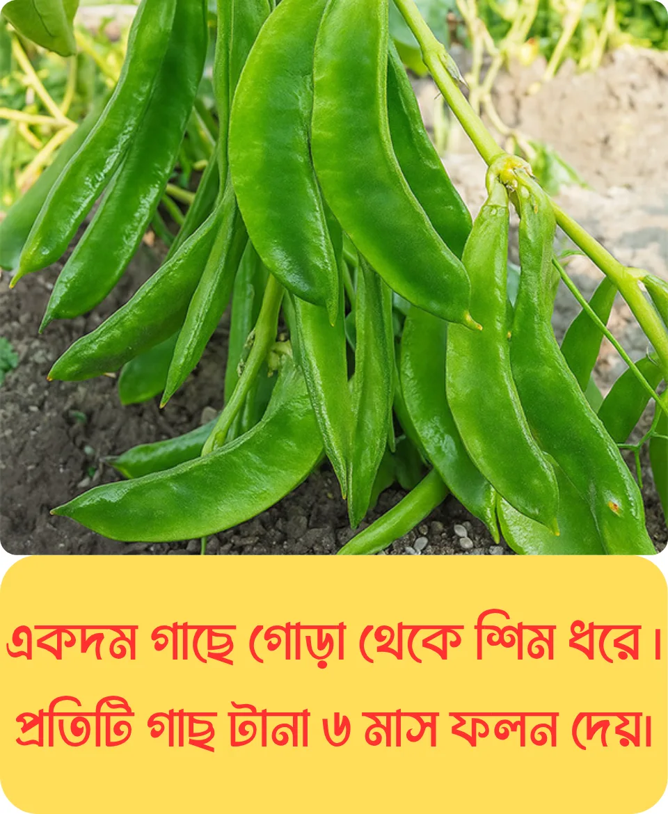 ১০০% অরিজিনাল আগাম ও উচ্চফলনশীল, বি ইউ ৫ জাতের কেরালা শিম, ১০ গ্রাম বীজের ইন্টেক প্যাকেট - Image 3