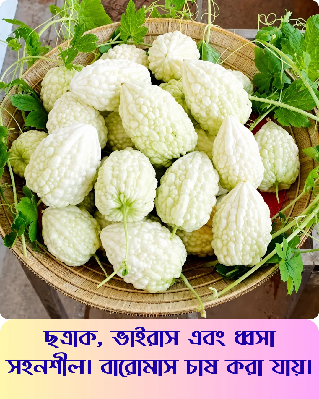 মিষ্টি স্বাদের সাদা আপেল করলার বীজের ইন্টেক প্যাকেট - Image 4