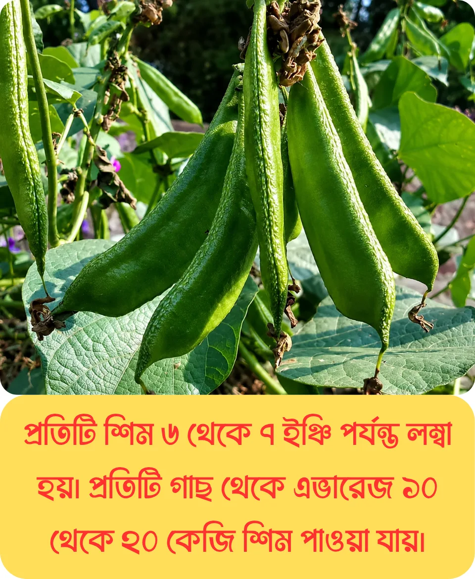 ১০০% অরিজিনাল আগাম ও উচ্চফলনশীল, বি ইউ ৫ জাতের কেরালা শিম, ১০ গ্রাম বীজের ইন্টেক প্যাকেট - Image 4