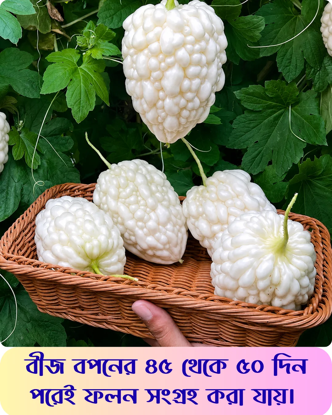 মিষ্টি স্বাদের সাদা আপেল করলার বীজের ইন্টেক প্যাকেট - Image 5