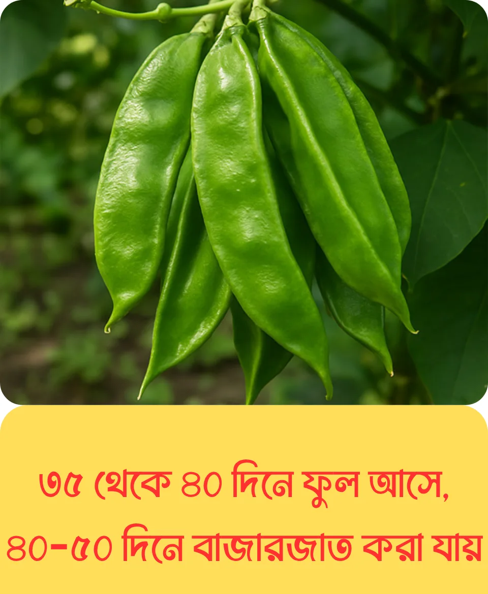 ১০০% অরিজিনাল আগাম ও উচ্চফলনশীল, বি ইউ ৫ জাতের কেরালা শিম, ১০ গ্রাম বীজের ইন্টেক প্যাকেট - Image 5
