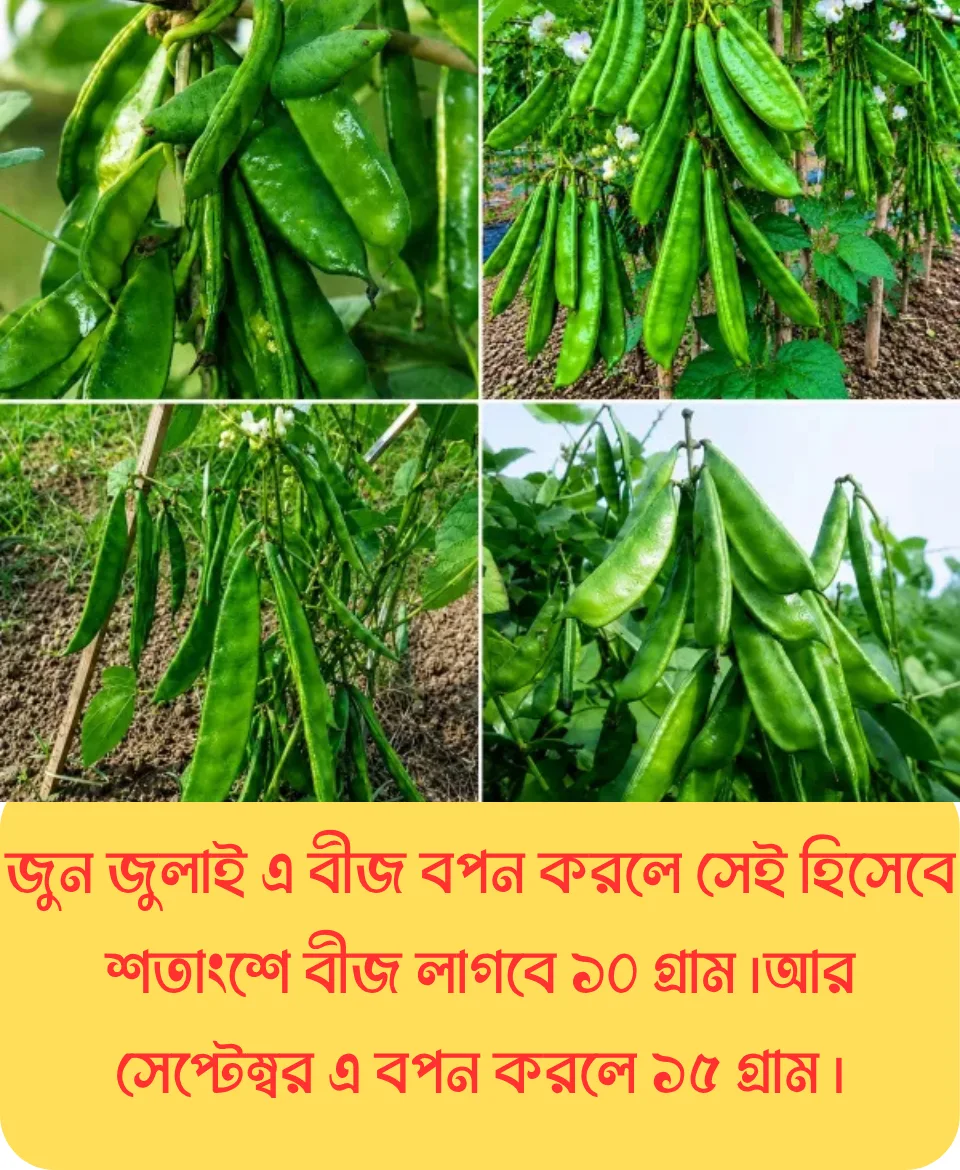 ১০০% অরিজিনাল আগাম ও উচ্চফলনশীল, বি ইউ ৫ জাতের কেরালা শিম, ১০ গ্রাম বীজের ইন্টেক প্যাকেট - Image 6