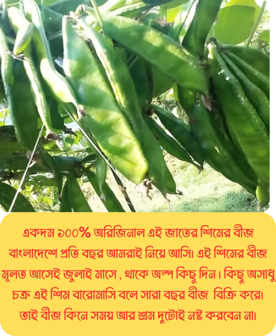১০০% অরিজিনাল আগাম ও উচ্চফলনশীল, বি ইউ ৫ জাতের কেরালা শিম, ১০ গ্রাম বীজের ইন্টেক প্যাকেট - Image 7