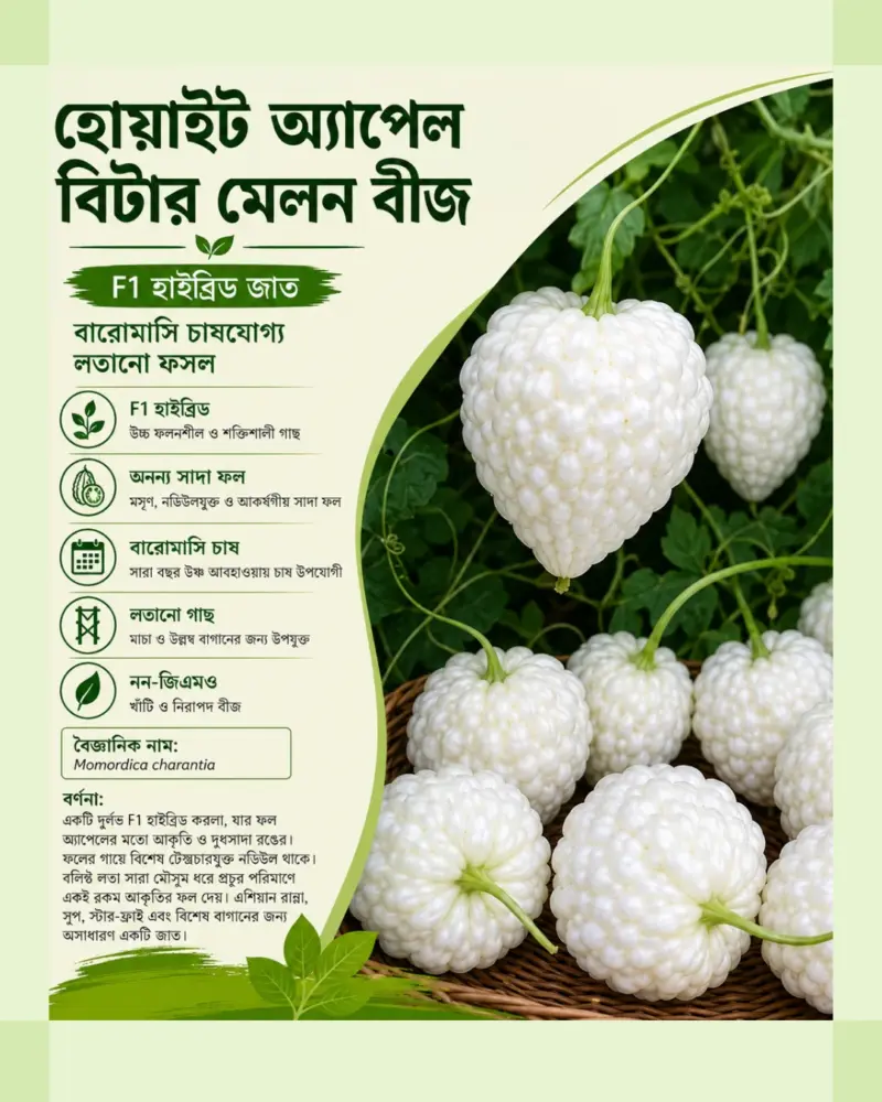 মিষ্টি স্বাদের সাদা আপেল করলার বীজের ইন্টেক প্যাকেট