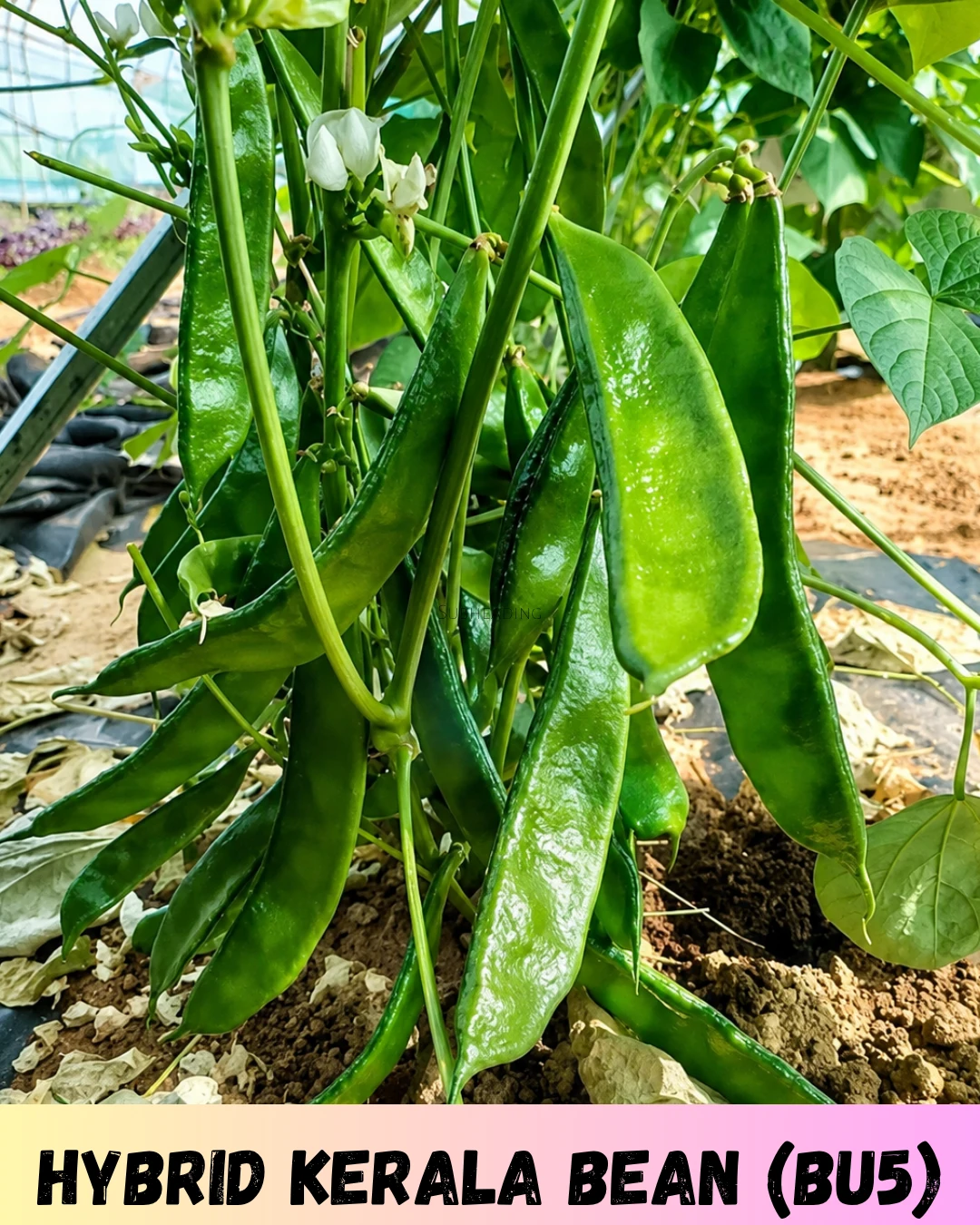 ১০০% অরিজিনাল আগাম ও উচ্চফলনশীল, বি ইউ ৫ জাতের কেরালা শিম, ১০ গ্রাম বীজের ইন্টেক প্যাকেট