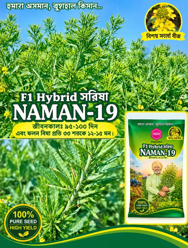 উচ্চফলনশীল পাঞ্জাবের বিখ্যাত F1 হাইব্রিড জাতের সরিষা NAMAN-19 এর ১০০গ্রামের বীজের ইন্টেক প্যাকেট (১ বিঘা সমপরিমাণ জমিতে চাষযোগ্য)