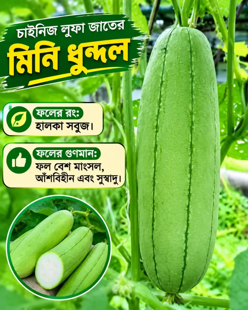 ভিয়েতনামিজ লুফা জাতের মিনি ধুন্দলের বীজের ইন্টেক প্যাকেট [ প্রতিটি ইন্টেক প্যাকেটে বীজের পরিমাণ ৪০ থেকে ৫০ পিস।]
