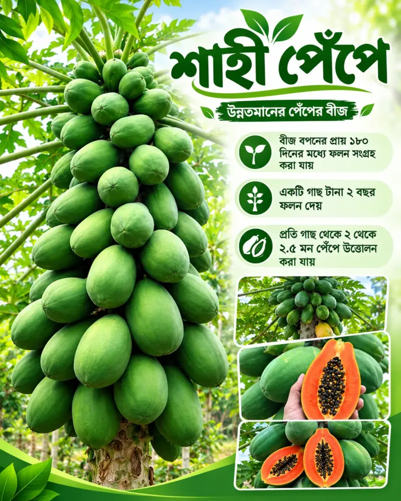 উচ্চফলনশীল শাহী পেপের বীজের ১ গ্রামের ইন্টেক প্যাকেট [ বীজ সংখ্যাঃ ৪০ থেকে ৫০ পিস]